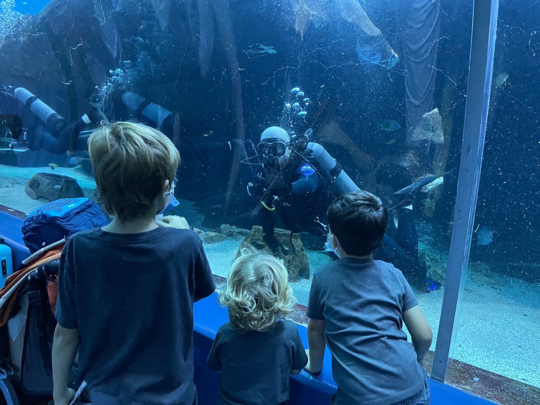 Aquarium dive seen through the viewing glass