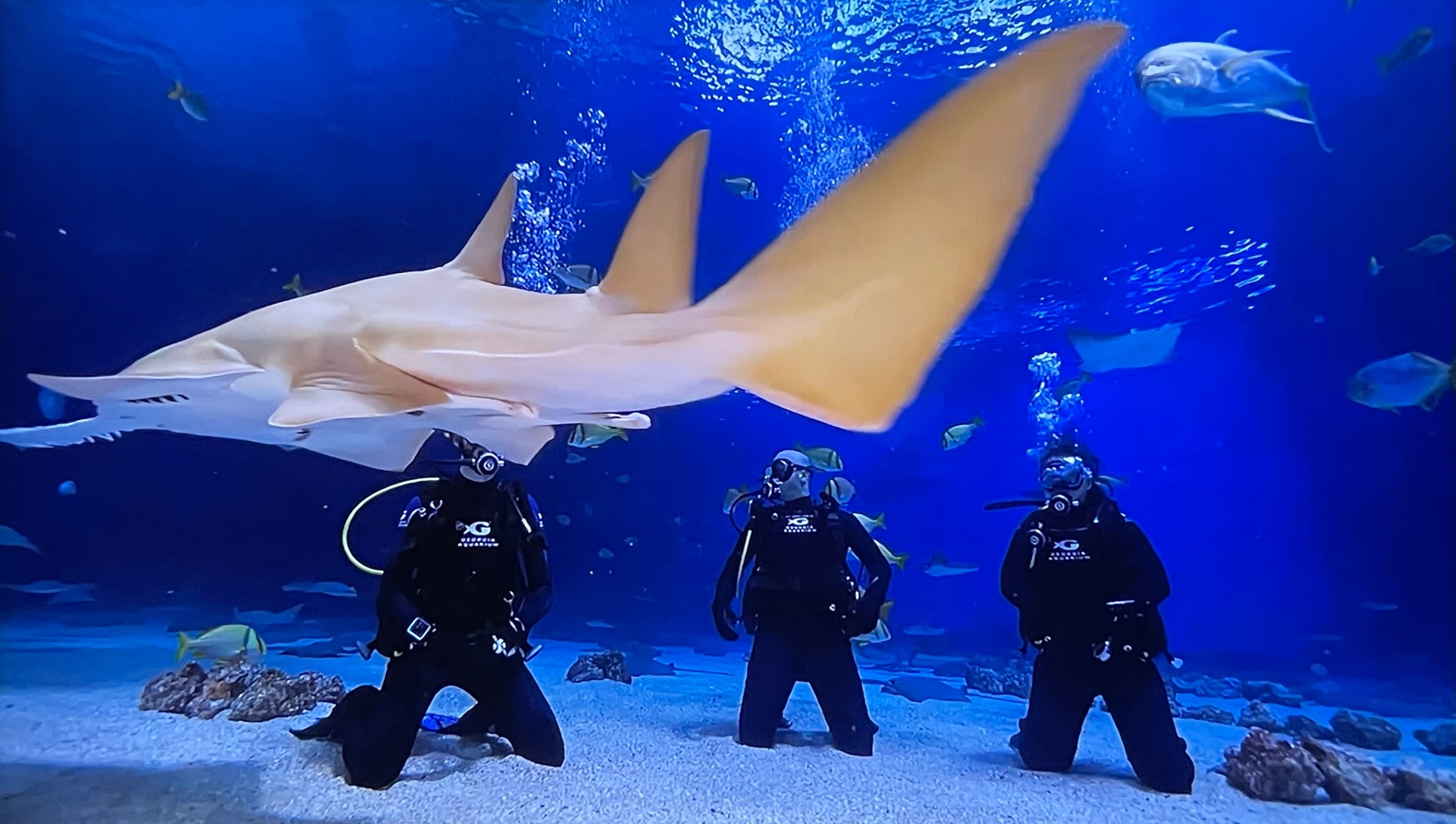 Diving with sharks at the Georgia Aquarium