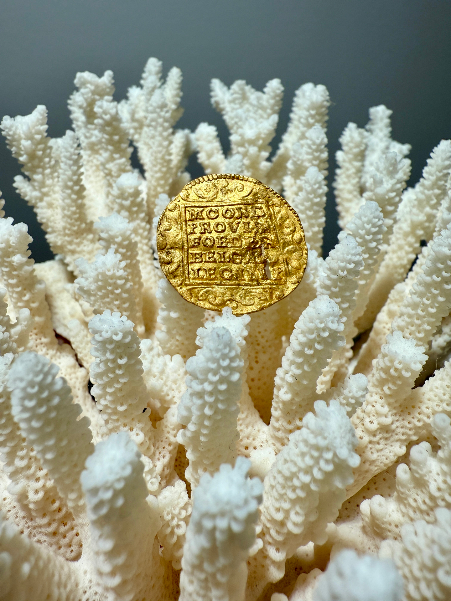 A gold ducat shipwreck coin resting on white coral from the collection